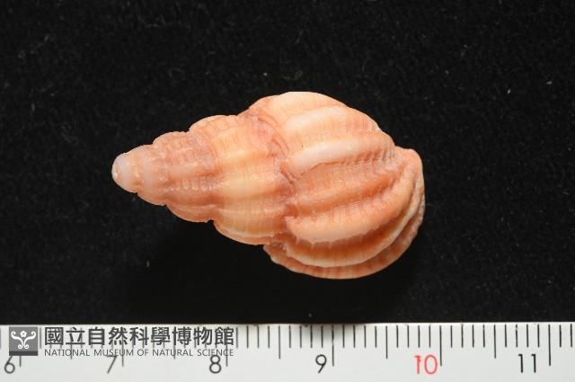 玫瑰峨螺藏品圖，第2張
