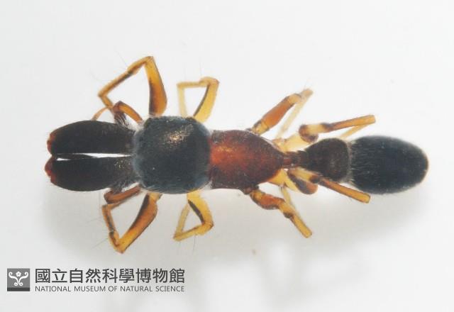 黑色蟻蛛藏品圖，第2張