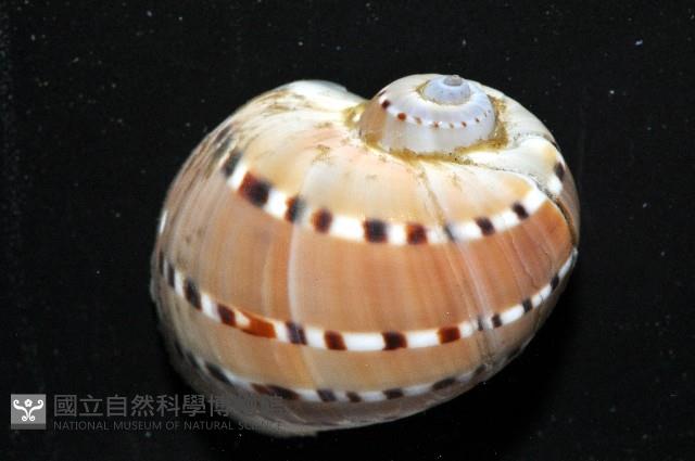 蝴蝶玉螺藏品圖，第2張