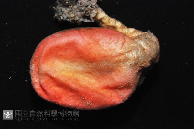 北極有柄海鞘藏品圖，第2張