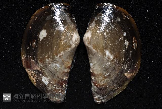 臺灣鱉甲彎錦蛤藏品圖，第2張