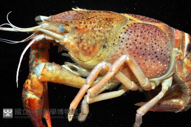 克氏原喇蛄藏品圖，第2張