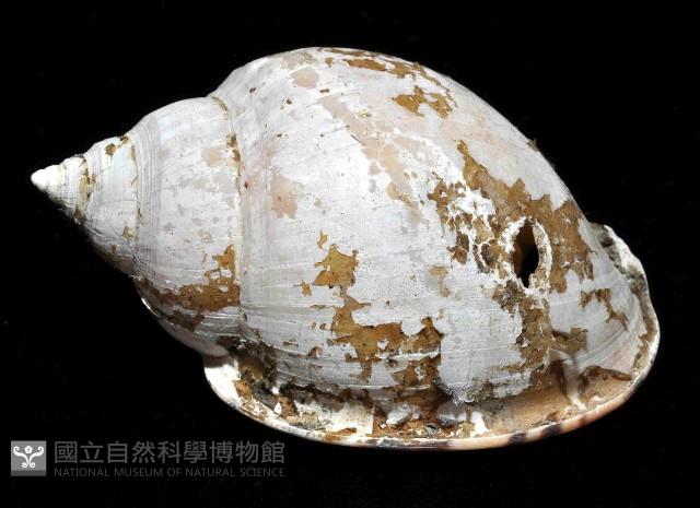 可愛鬘螺藏品圖，第2張