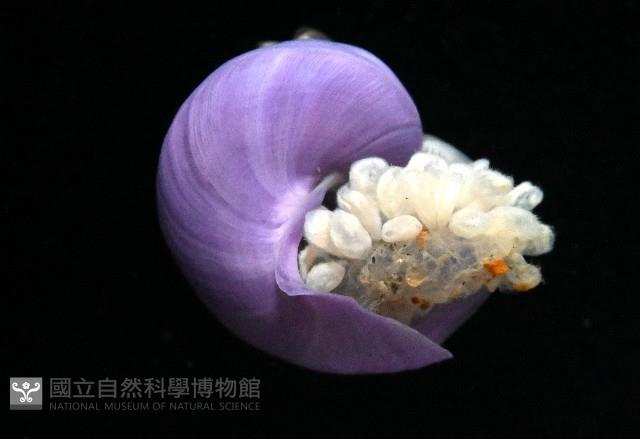 侏儒紫螺藏品圖，第2張