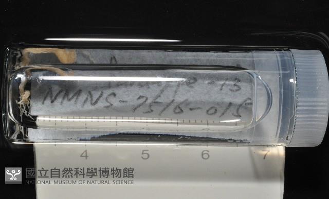 梧棲搓蟄蟲藏品圖，第2張