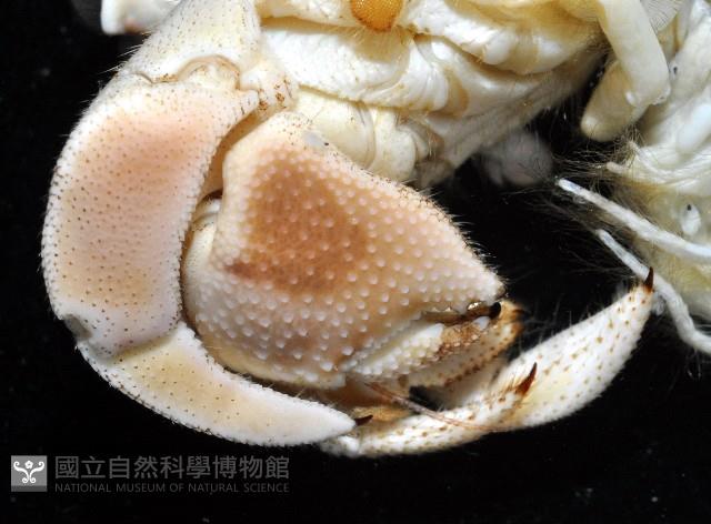 皺紋(灰白)陸寄居蟹藏品圖，第2張