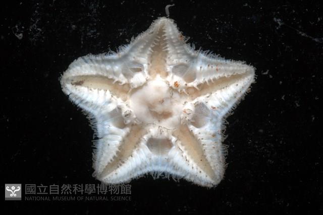 未知種開曼海星藏品圖，第2張