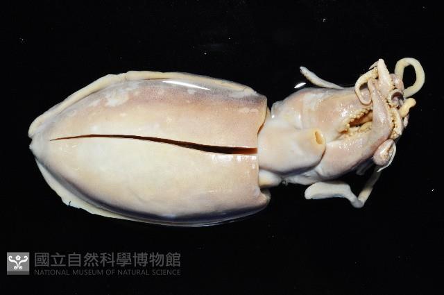 豹斑烏賊藏品圖，第2張