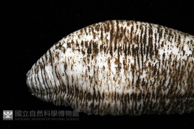 未知種尻參藏品圖，第2張