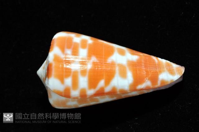 紅磚芋螺藏品圖，第2張