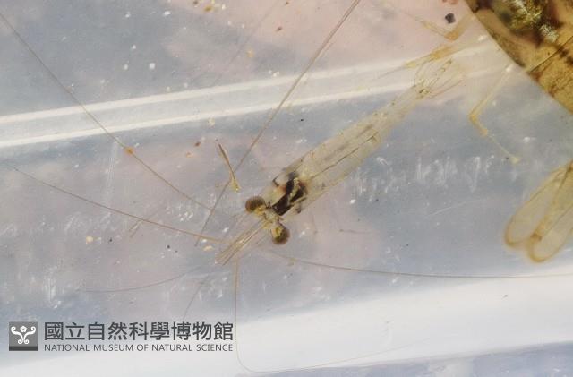 澳洲(南海)沼蝦藏品圖，第2張