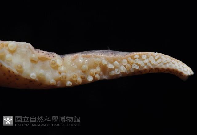 福斯氏烏賊藏品圖，第2張