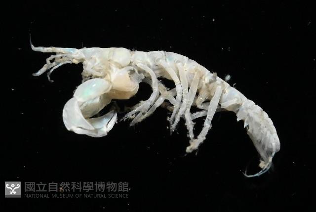 未知種端足類藏品圖，第2張