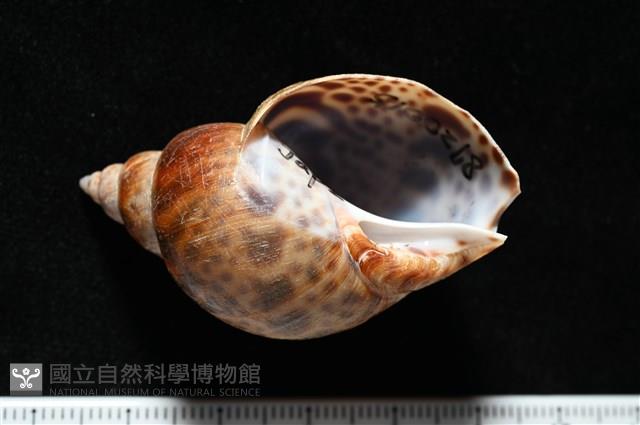 日本鳳螺藏品圖，第2張