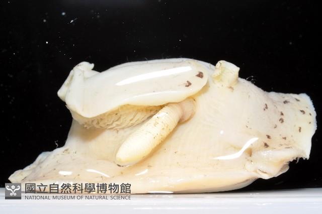 明月側鰓藏品圖，第2張