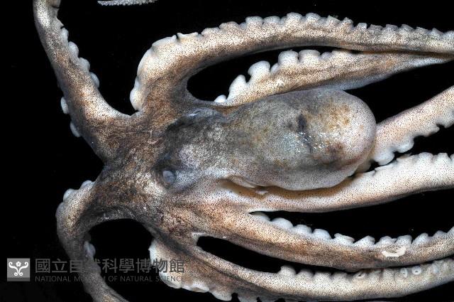 北海岸鉤嘴仔新種章魚藏品圖，第2張