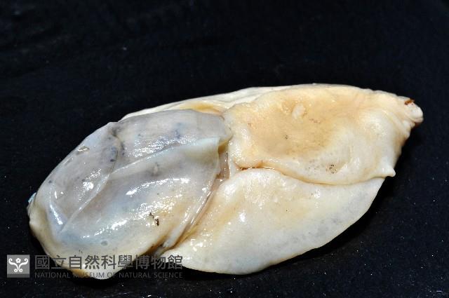 大塚薄泡螺藏品圖，第2張