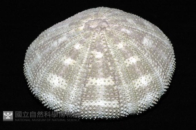 喇叭毒棘海膽藏品圖，第2張