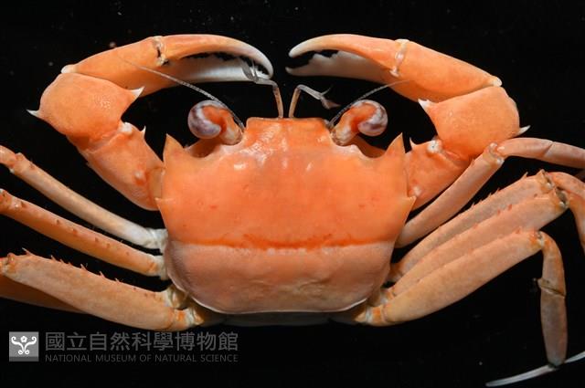 音樂聲蟹藏品圖，第2張