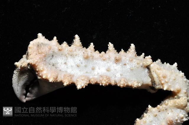 強壯菱蟹藏品圖，第2張