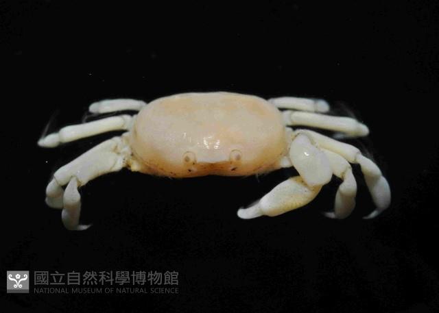 雙齒豆蟹藏品圖，第2張
