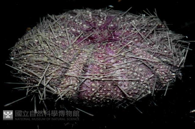 藍紫小肛海膽藏品圖，第2張
