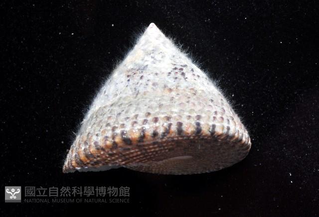 花斑鐘螺藏品圖，第2張