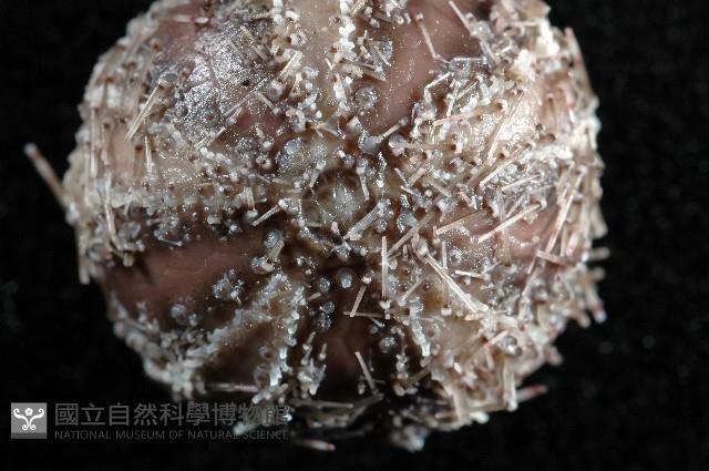 褐駝海膽藏品圖，第2張