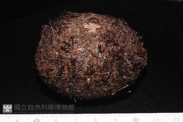 魯氏硬海膽藏品圖，第2張
