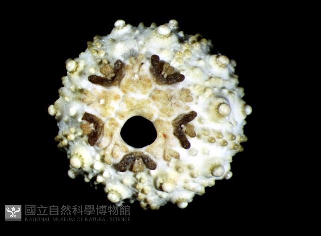 環棘深淵沙棱海膽藏品圖，第2張