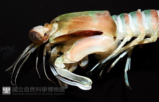脊尾齒指蝦蛄藏品圖，第2張