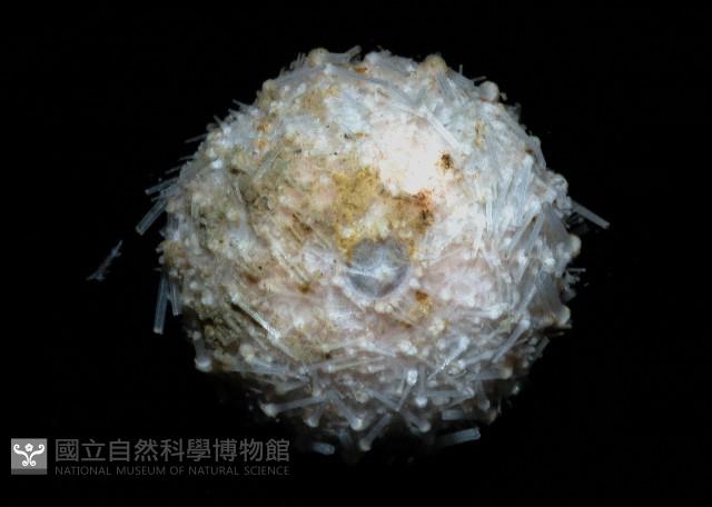 單列三角頭帕藏品圖，第2張
