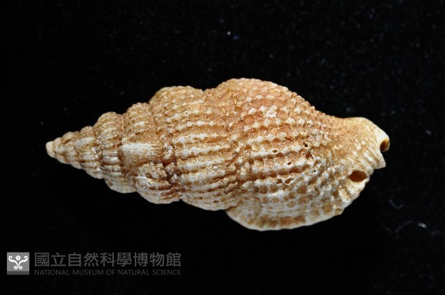 卡明氏布紋螺藏品圖，第2張