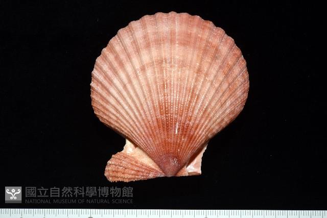 澳洲海扇蛤藏品圖，第2張