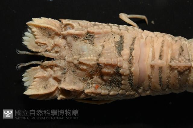 皺褶蟬蝦藏品圖，第2張