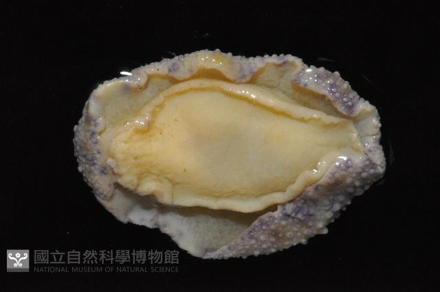 日本石磺海蛞蝓藏品圖，第2張