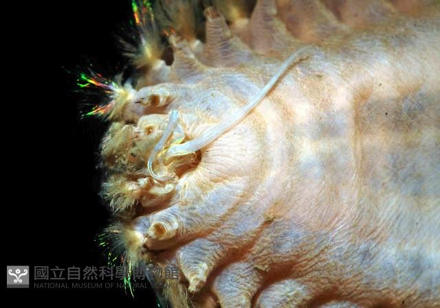 海鼠鱗沙蠶藏品圖，第2張