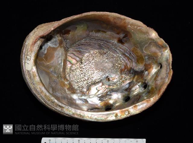 紅鮑螺藏品圖，第2張