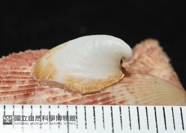 茉莉花偏蓋螺藏品圖，第2張