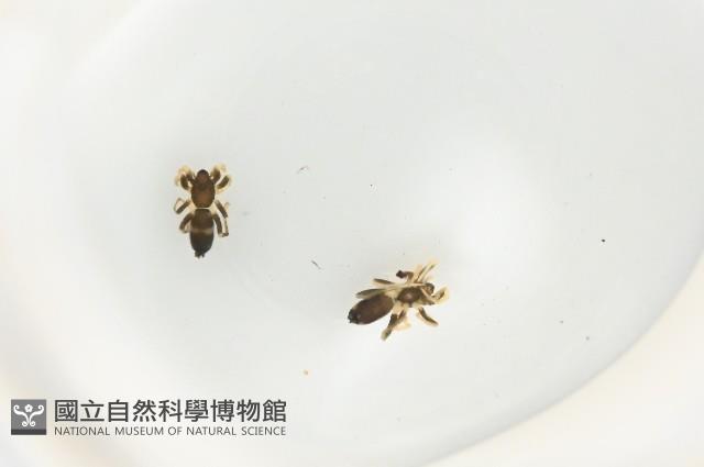 臺灣秘蛛藏品圖，第2張