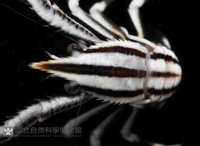 美麗異鎧蝦藏品圖，第2張