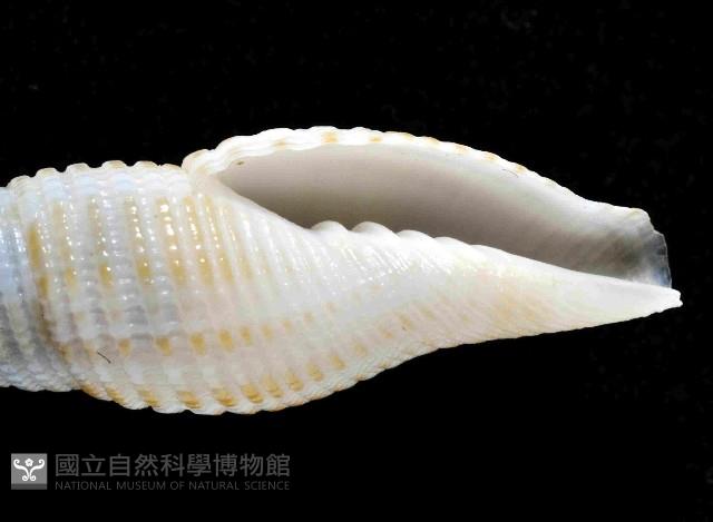 平稜筆螺藏品圖，第2張