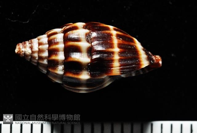 阡陌蛹筆螺藏品圖，第2張