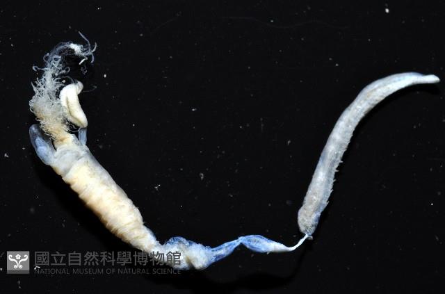 八里梳鰓蟲藏品圖，第2張