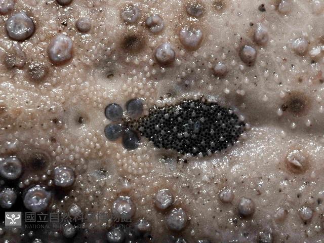 易碎脆心形海膽藏品圖，第2張