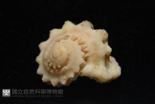 平浪花冠螺藏品圖，第2張