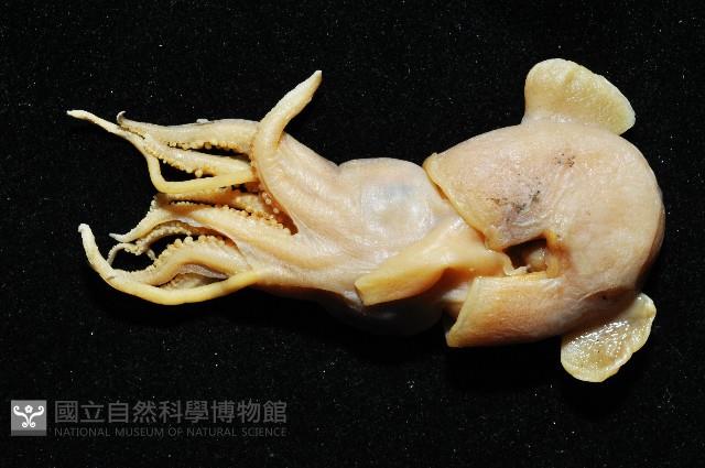未知種後耳烏賊 1藏品圖，第2張