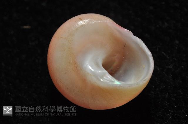 一心蠑螺藏品圖，第2張