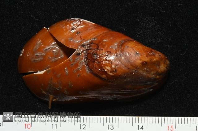 平端深海殼菜蛤藏品圖，第2張