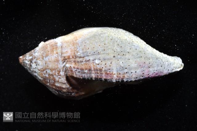 橄欖螺藏品圖，第2張